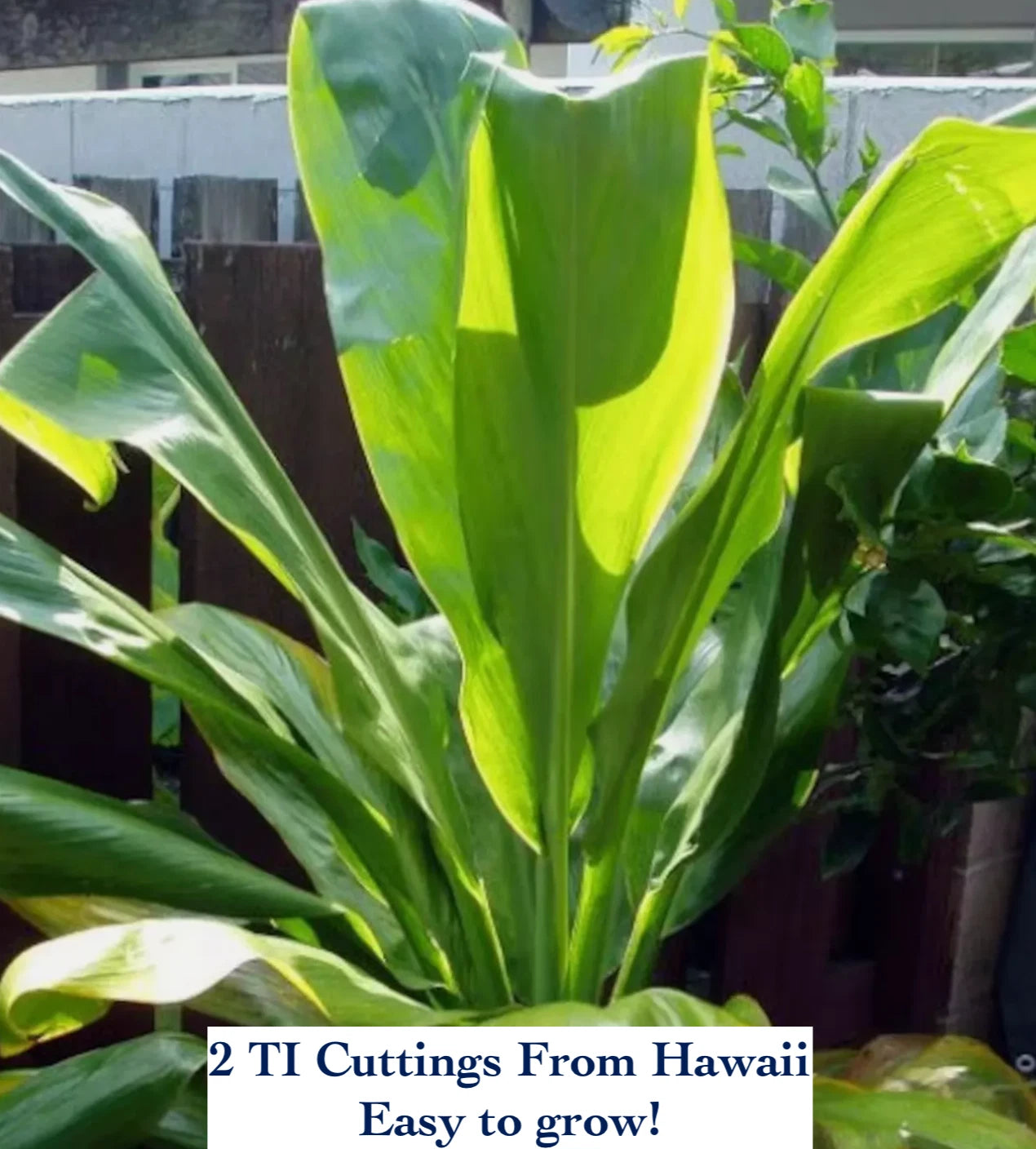 Hawaiian Ti Plant Cuttings - 2 Logs - Red/Green - Cordyline fruticosa - Fresh from Hawaii - USDA Certified