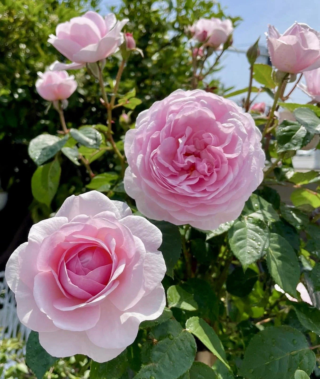 Olivia Rose Austin Cuttings - 4 Unrooted Pink Rose Cuttings - Fruity Fragrance - Rosa 'Olivia Rose Austin'
