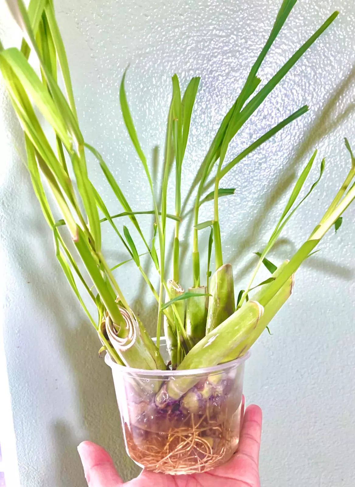 8 Stalks Fresh Organic Lemongrass stalks