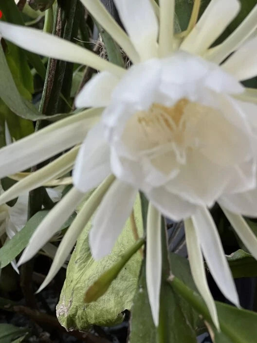 Queen of the Night Cuttings - 6 Unrooted Epiphyllum Orchid Cactus - White Blooming Cuttings - Indoor/Outdoor Plant Care