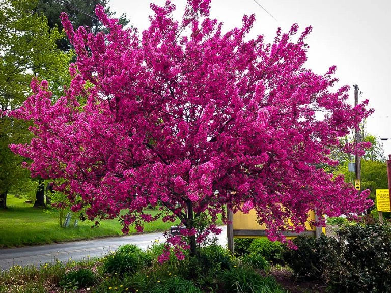 Prairie Fire Crabapple Scion Wood - 6 Hardwood Cuttings 15-20cm - Malus 'Prairie Fire' - Ornamental Tree, Pink Flowers, Red Fruit