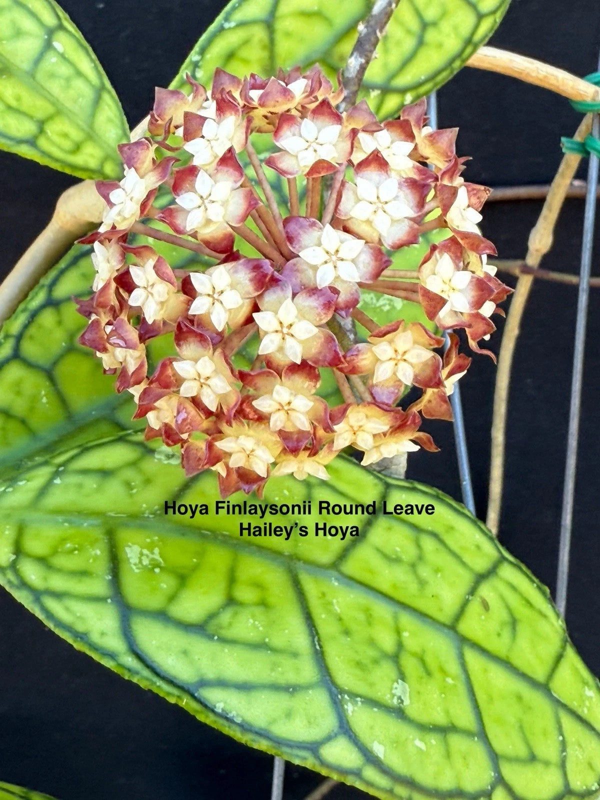 Hoya Finlaysonii Round Leaves Plant in 4.5” Pot - Well Rooted & Established - Hoya Finlaysonii