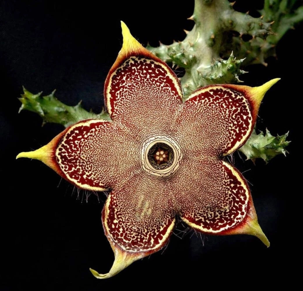 Edithcolea Grandis 3.5 Inch Potted Plant - Persian Carpet Flower - Unique Succulent - Well Rooted - Rare Houseplant