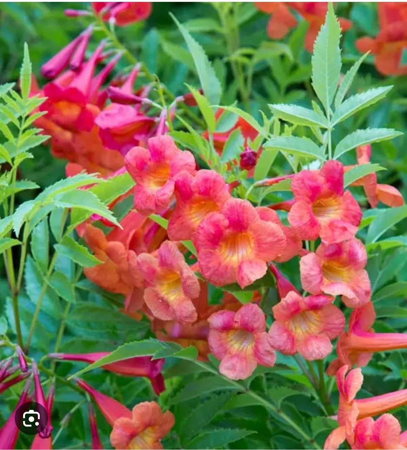 Bells of Fire Tecoma Plant - Small Rooted Starter Plant (Tecoma capensis) - Healthy, Well-Rooted for Home Gardening