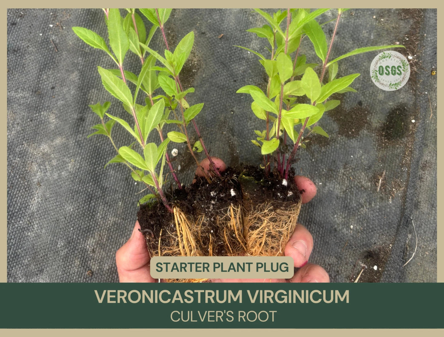Culver's Root Starter Plant Plug Set of 2 | Veronicastrum virginicum | Elegant White Flower Spikes for Pollinator Gardens
