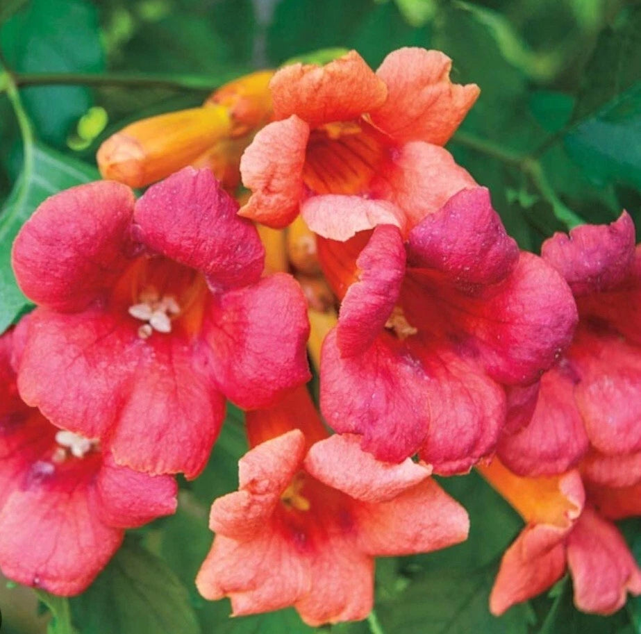 Flame Orange/Red Trumpet Vine Bare Root Plant, LIVE, Campsis radicans, 2 Ft+ Natural Flowering Climber for Home Garden