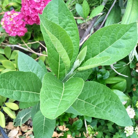 African Bitter Leaf Plant - Live Starter, Vernonia amygdalina, Medicinal Herb for Diabetes, Rooted Cutting
