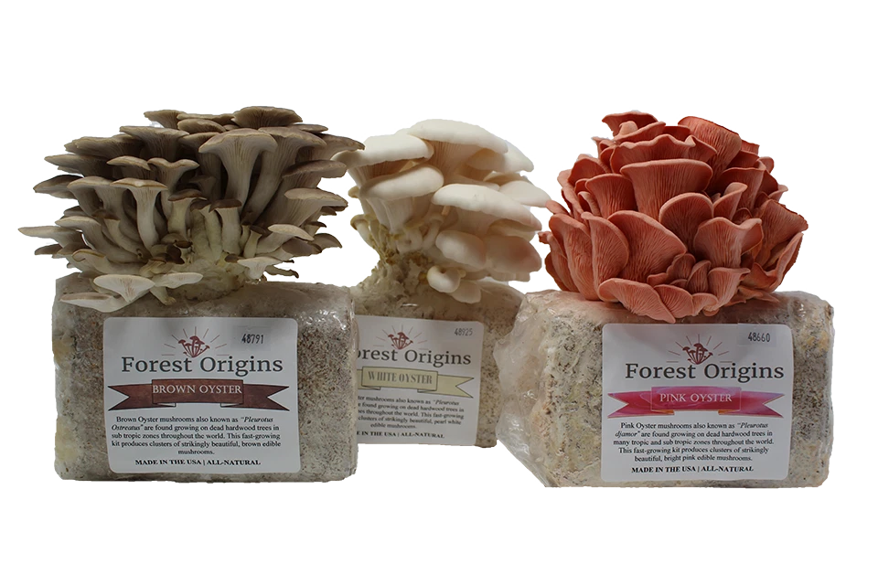Oyster Mushroom Growing Kit Bundle - Pink, Brown, White - Edible Gourmet Mushrooms - Pleurotus Djamor & Ostreatus