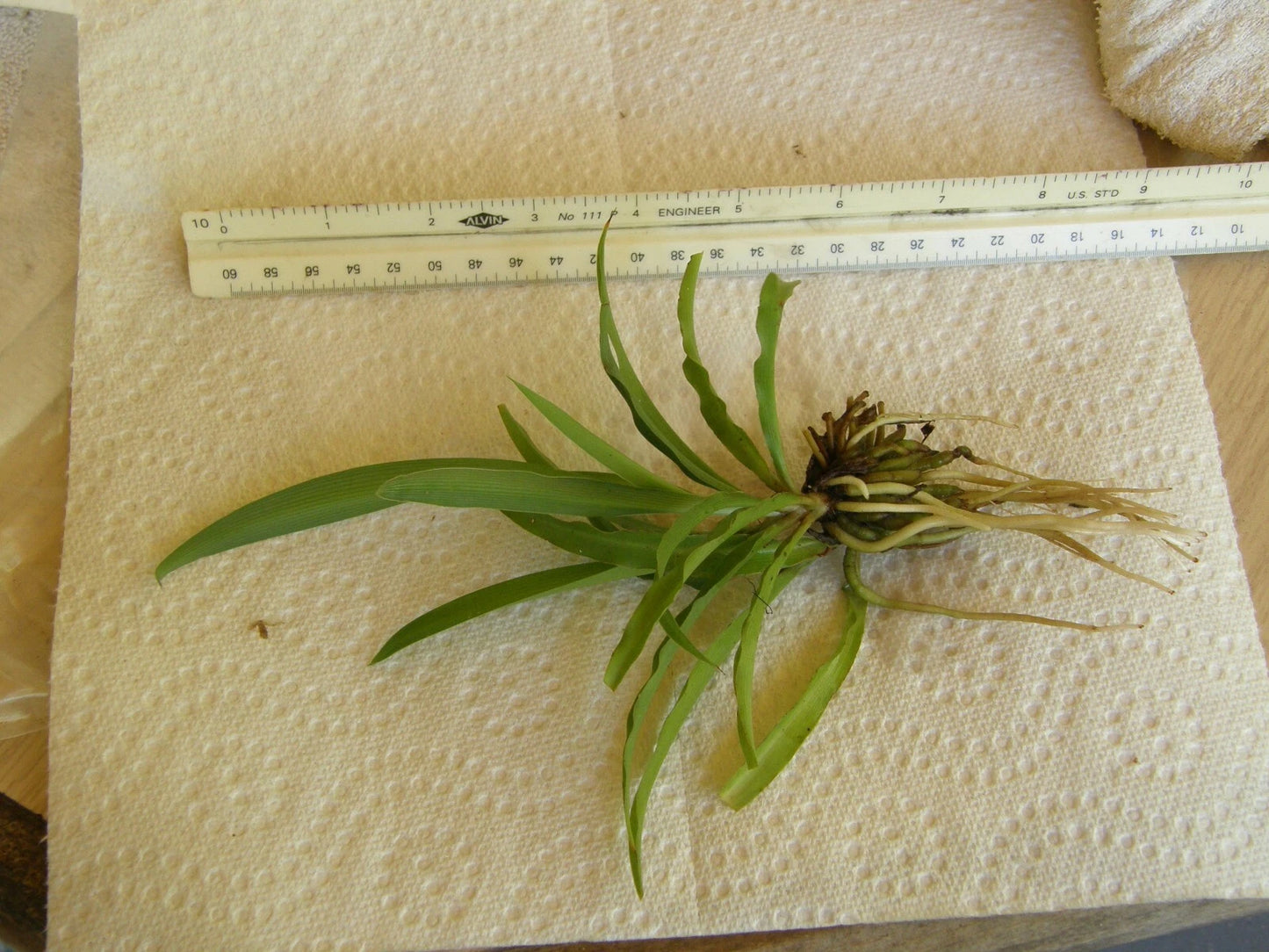 Spider Plant Bare Root Pup - Green Chlorophytum comosum - Air Purifying Houseplant - Easy Care Starter Plant
