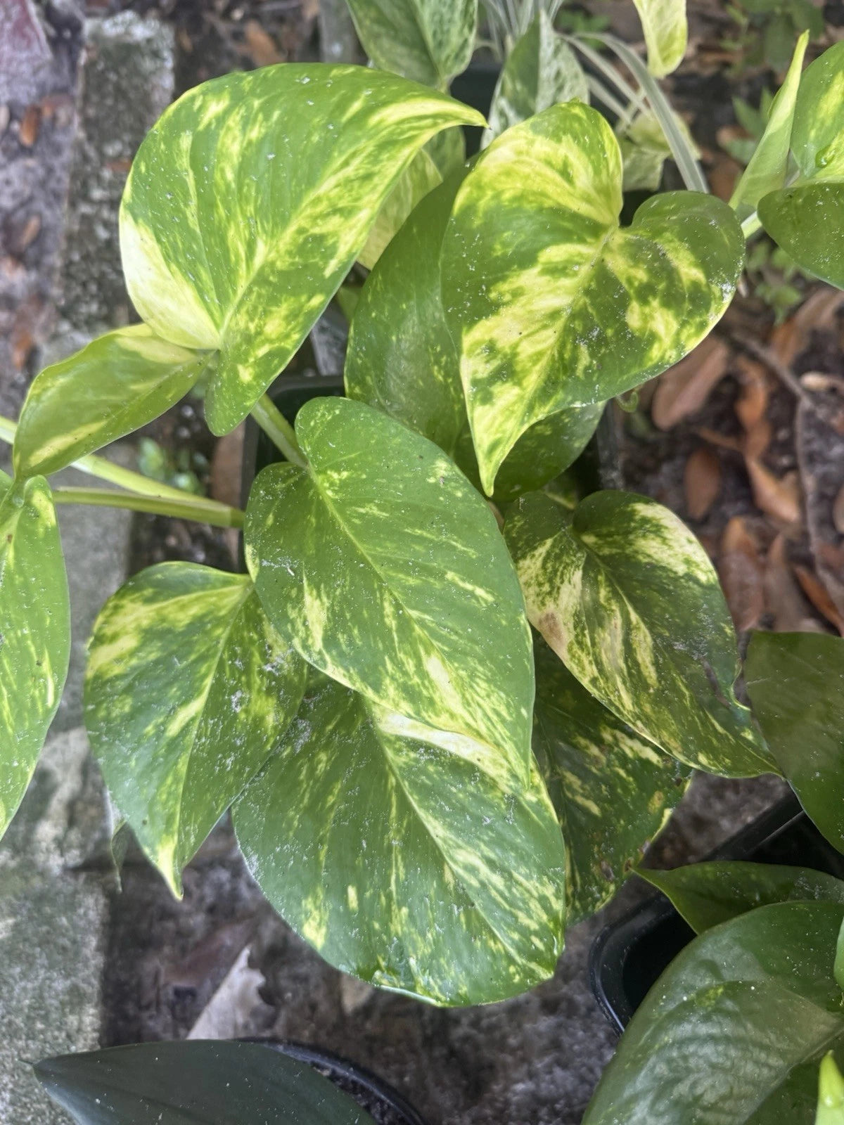 Golden Pothos Cuttings - 4 Rooted Indoor Plants - Easy Care, Fast Growing - Epipremnum aureum