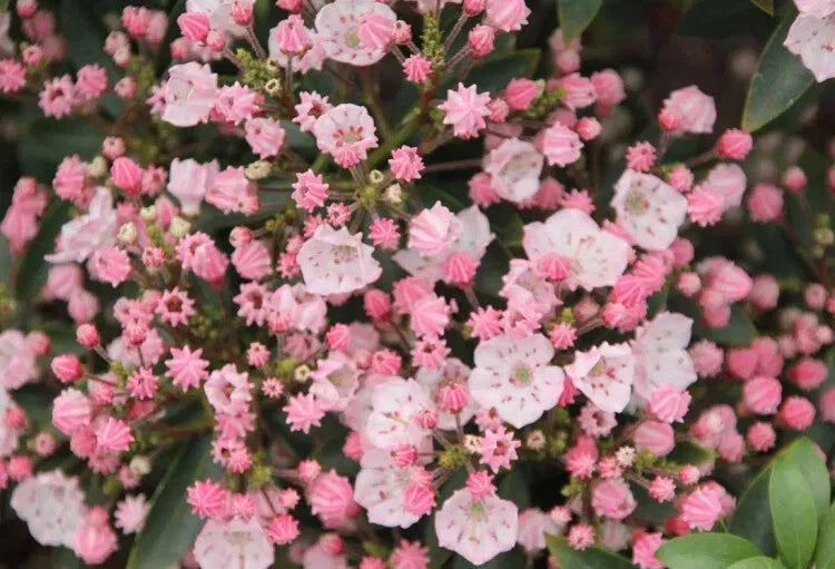 Live Plant 4"-6" Tiddlywinks Mountain Laurel Kalmia latifolia Pink Flowers Evergreen for Containers