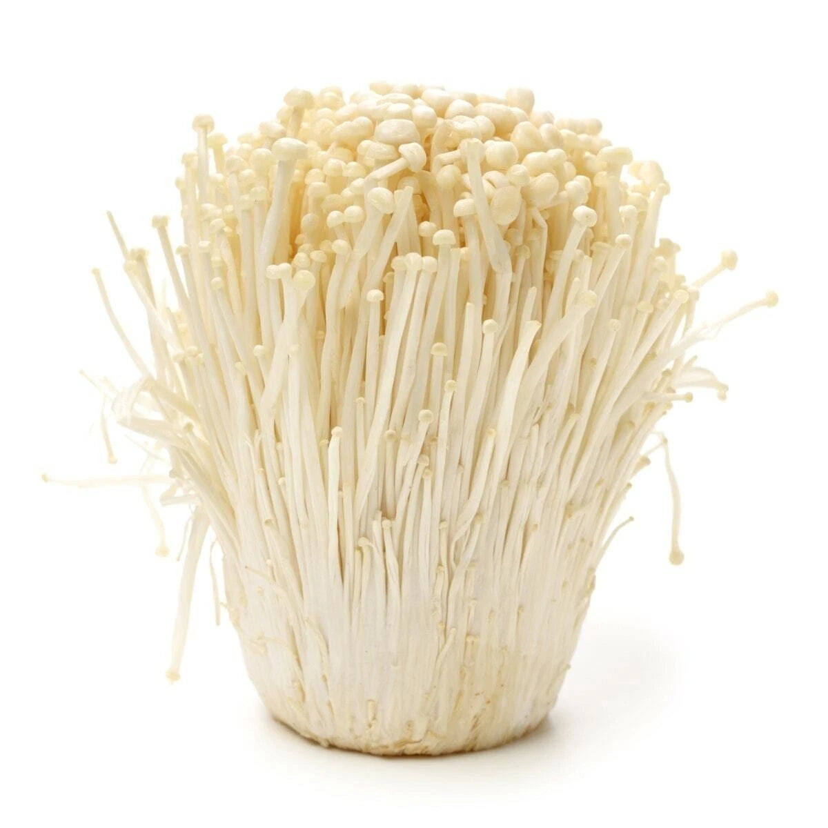 Enoki Mushroom Grain Spawn 100g - Gourmet Mycelium Culture for Substrate - Flammulina velutipes