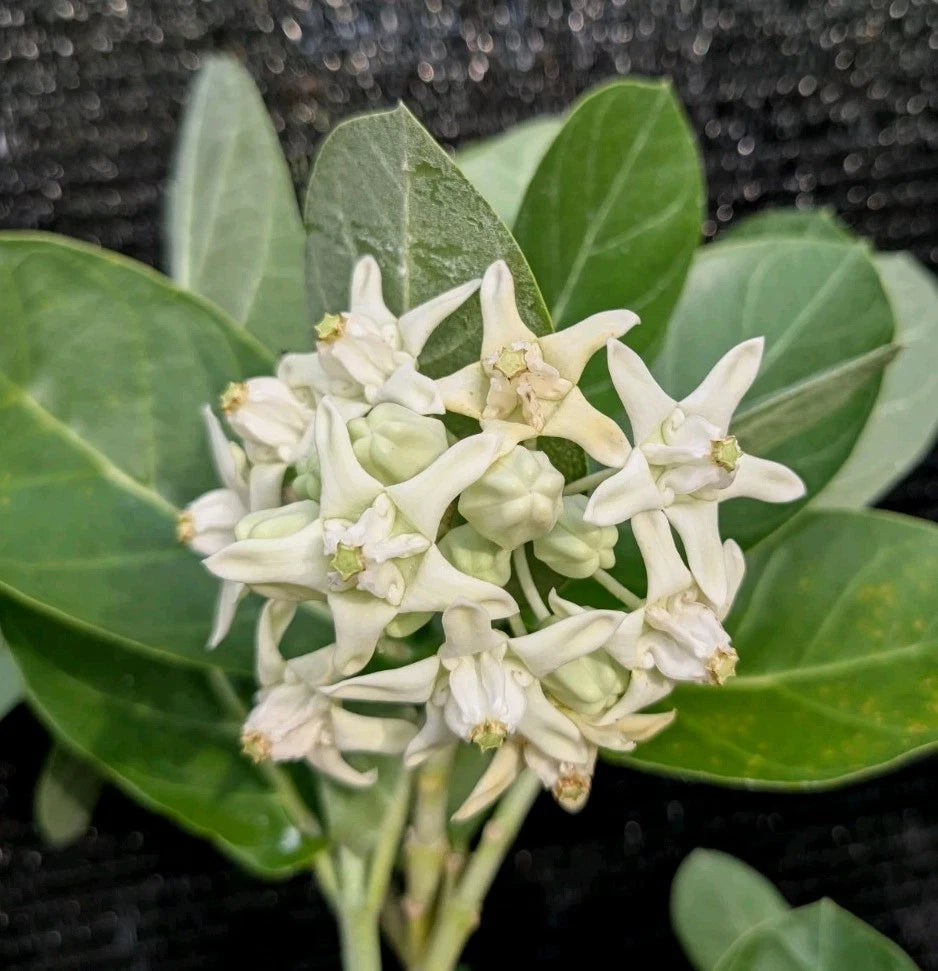 6 Fresh Cuttings of White Giant Milkweed, Calotropis gigantea - Easy to Grow Monarch Host Plant for Butterfly Gardens
