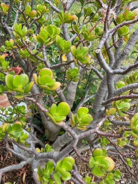 Jade Plant Cuttings - Deep Green Bonsai Succulent - Fresh 3 Cuttings (4-5 inches) - Crassula ovata