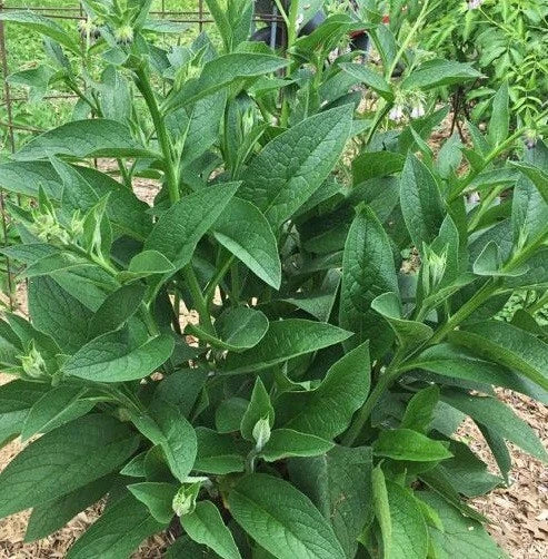 Live Russian Comfrey Plant Crowns - Bocking #4 - 2.5 lbs - Symphytum Peregrinum - Organic, Drought Resistant, High Nutrient Fodder