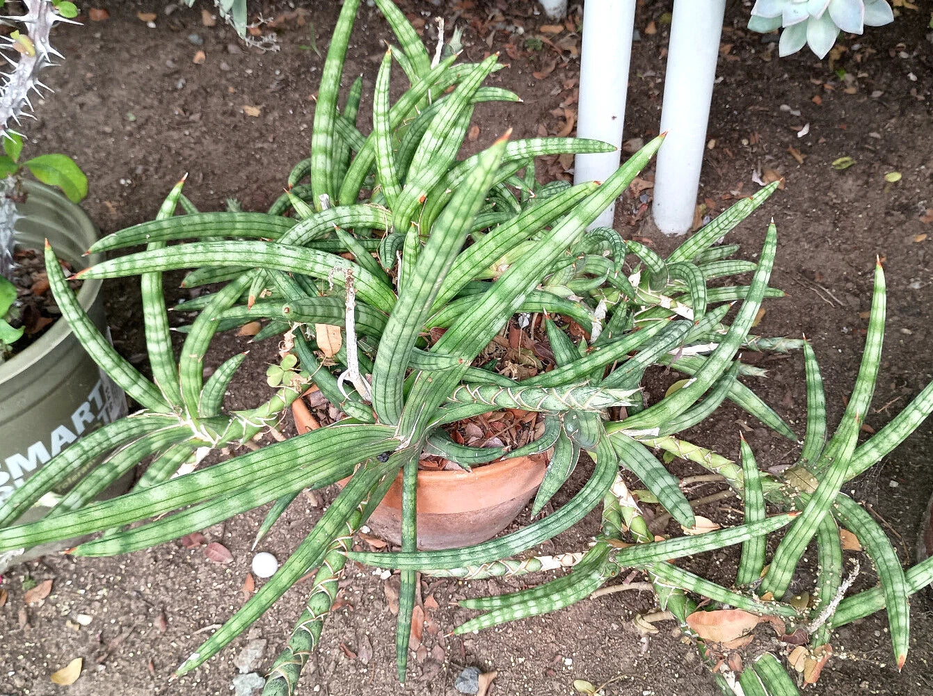 Sansevieria Cylindrica Boncellensis 4"-6" Starfish Plant, Fresh Rooted Succulent, Snake Plant, Ornamental Garden Plant