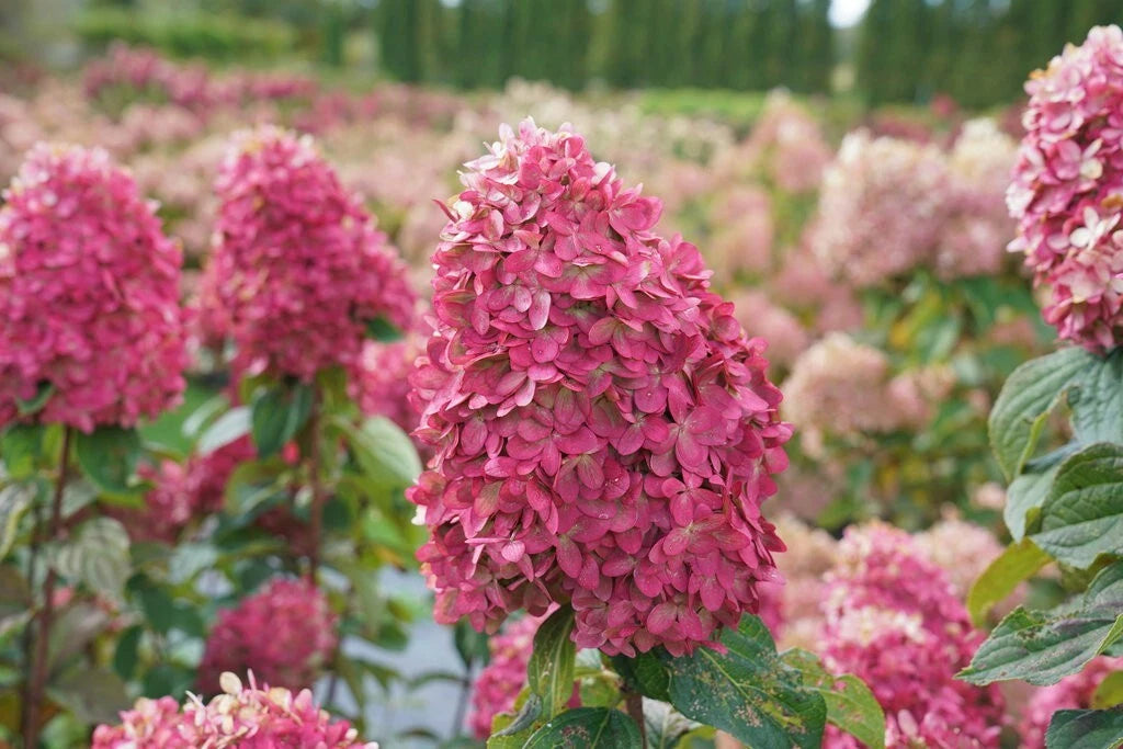 Hydrangea Cuttings Set of 6 | White Flowering | Hydrangea macrophylla | 6-8 Inch Rooted Plants for Outdoor Gardening