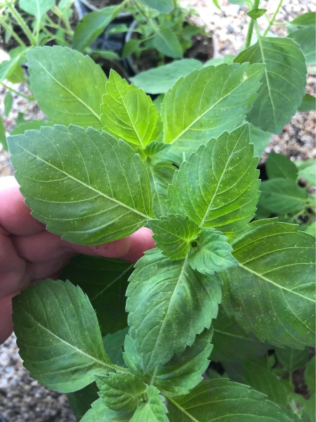 Organic Tulsi Basil Plant - Live Starter Plant 6-12" - Ocimum tenuiflorum - Ayurvedic Herb for Gardens & Cooking