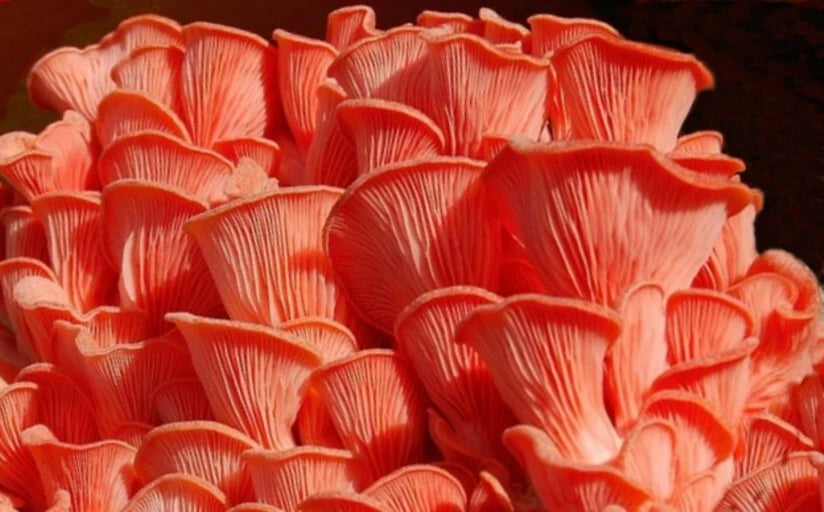 Fresh Pink Oyster Mushroom Spawn - 10g Mycelium on Grain - Pleurotus djamor - Fast-Growing Live Fungi for Indoor/Outdoor Cultivation
