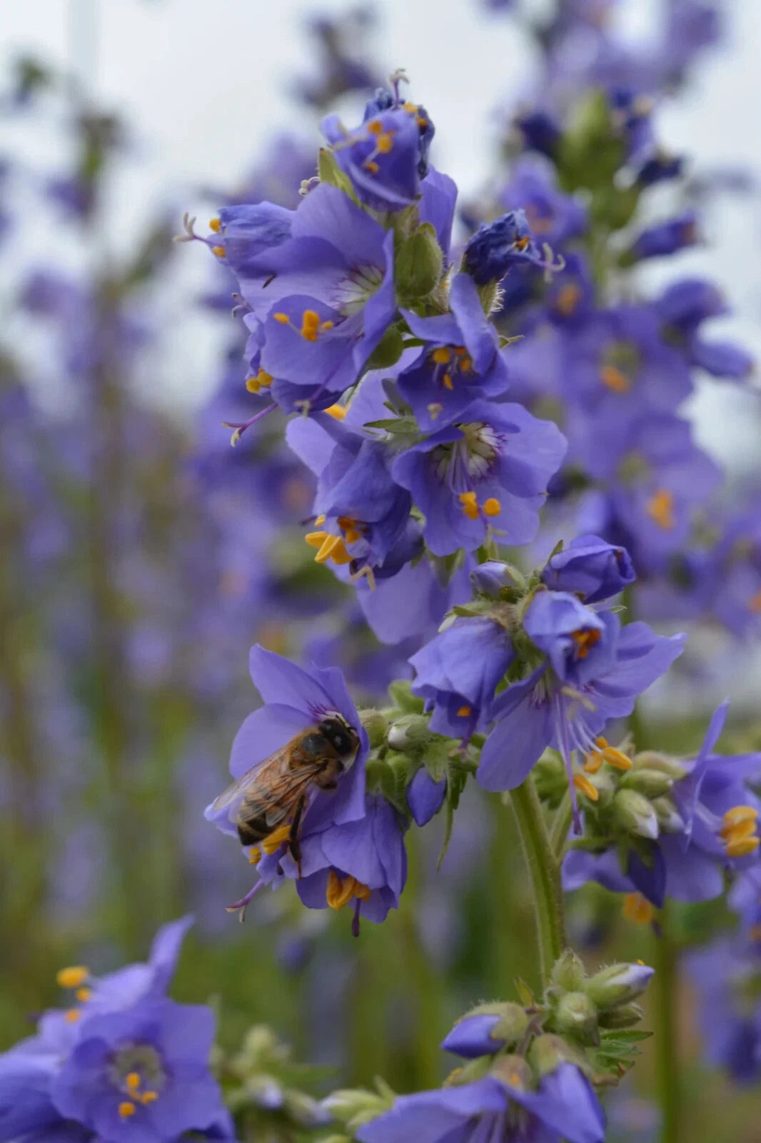 Jacobs Ladder Plant - 1 Root - Blue Pearl - Polemonium caeruleum - Fragrant Perennial Flowers for Part Shade