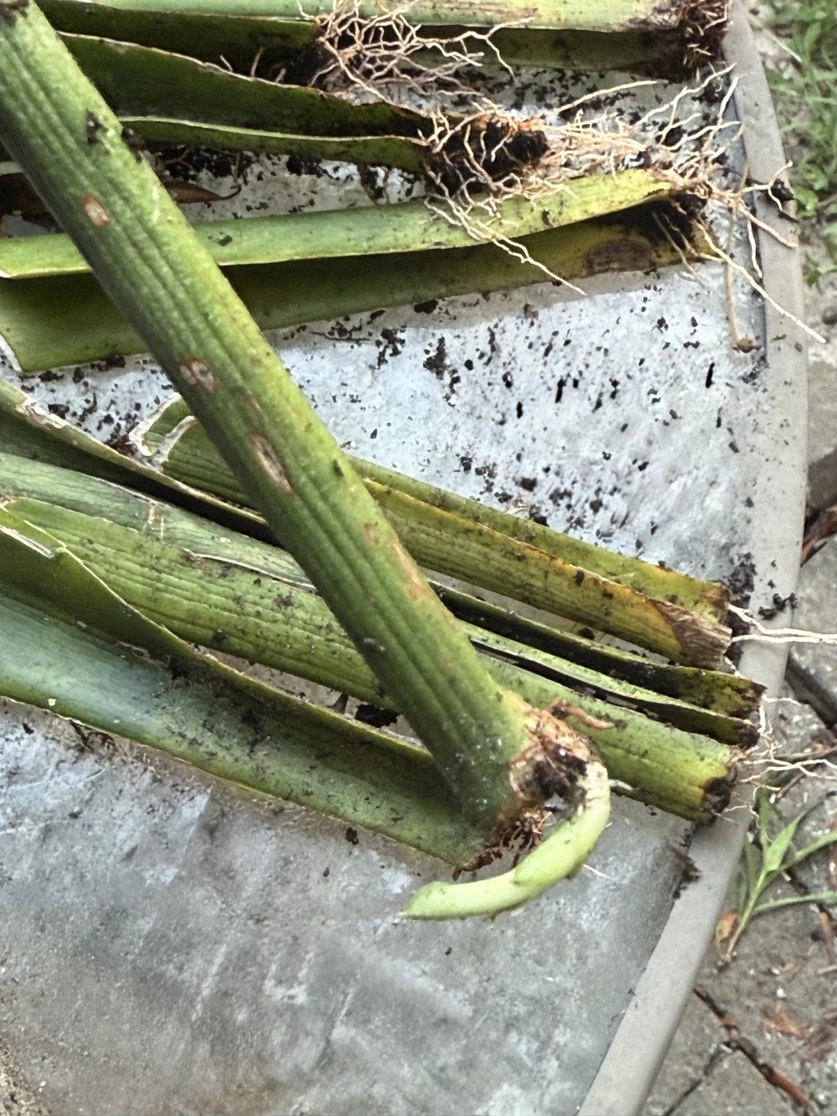 Live Snake Plant Cuttings with Roots - Healthy Sansevieria - Easy Care Indoor/Outdoor Air Purifier - Drought Tolerant