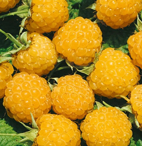 Fall Gold Raspberry Plants Pack of 2 - Yellow Raspberry Starter Plants for Planting - Rubus idaeus 'Fall Gold'