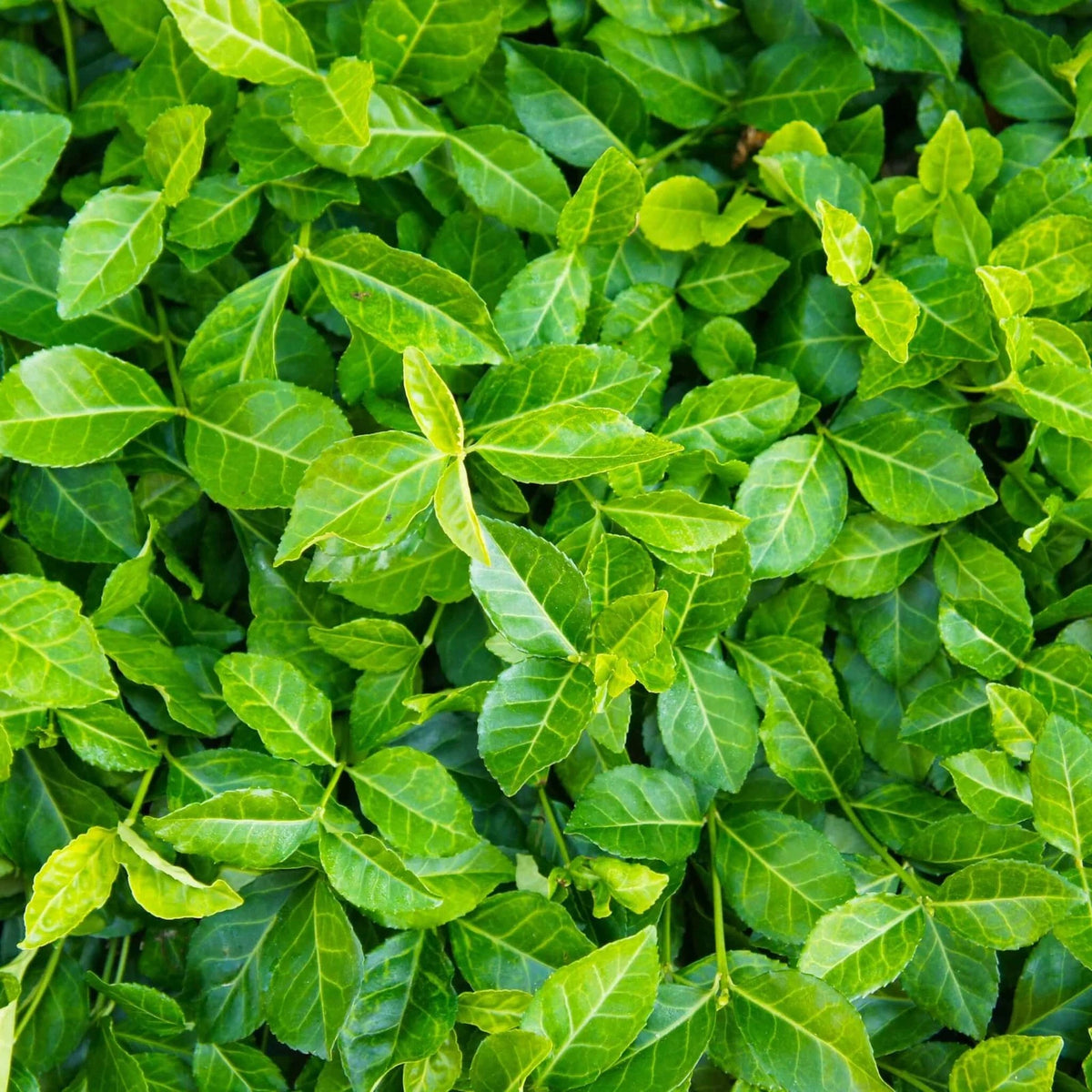 Purple Wintercreeper | 3.5" Pot | Euonymus Fortunei Coloratus | Evergreen Ground Cover Plant