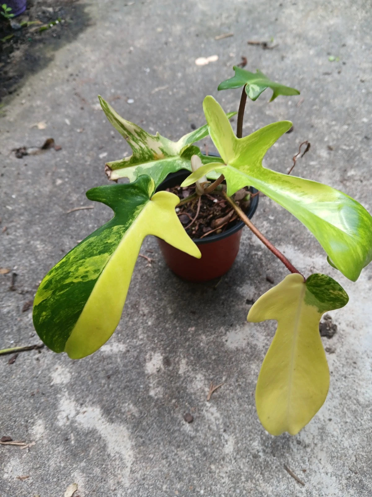 Rooted Philodendron Florida Beauty Plant in 4" Pot - Philodendron 'Florida Beauty' - Unique Variegated Foliage