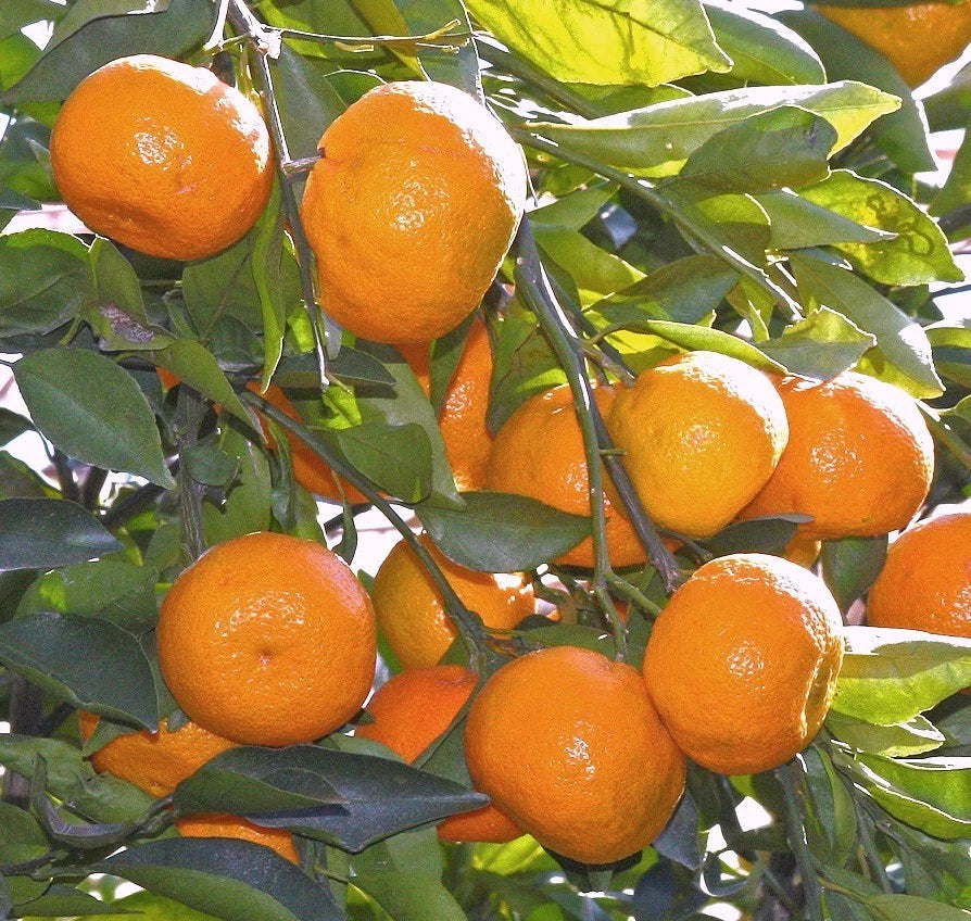 Satsuma Mandarin Orange Tree Seedling - Citrus Reticulata - 3 to 6 Inch Live Plant for Edible Landscaping and Home Gardens