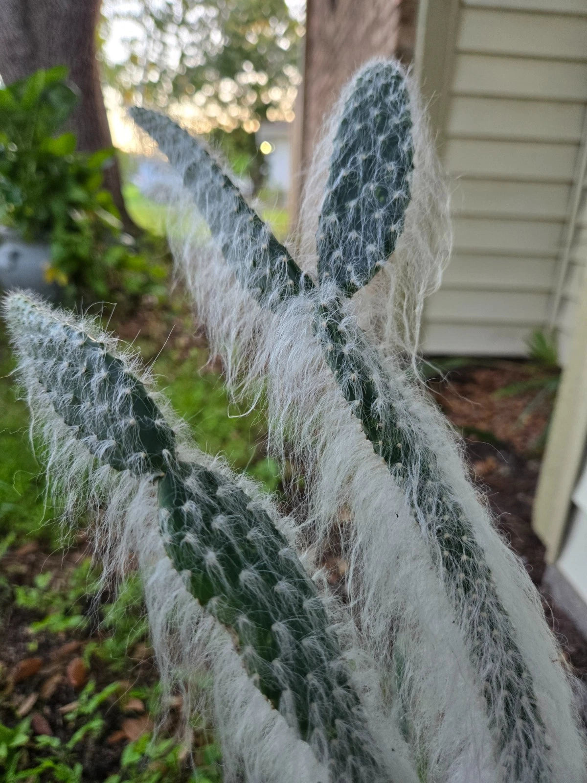 Rare Cactus Cutting 8 Inch Opuntia engelmannii x Broskowitzii 'Harry Roger' Live Plant for Sale