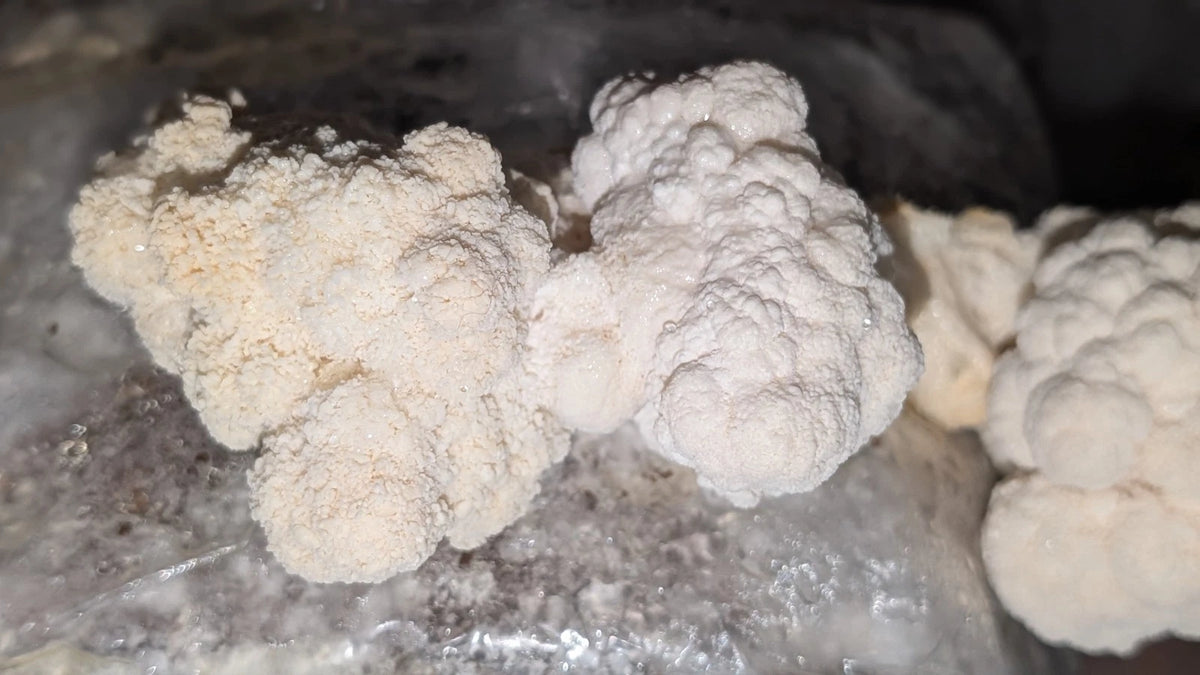 Lion's Mane Mushroom Grow Kit 5 lbs - Hericium erinaceus - Multiple Flushes for Indoor Gardening & Gourmet Cooking