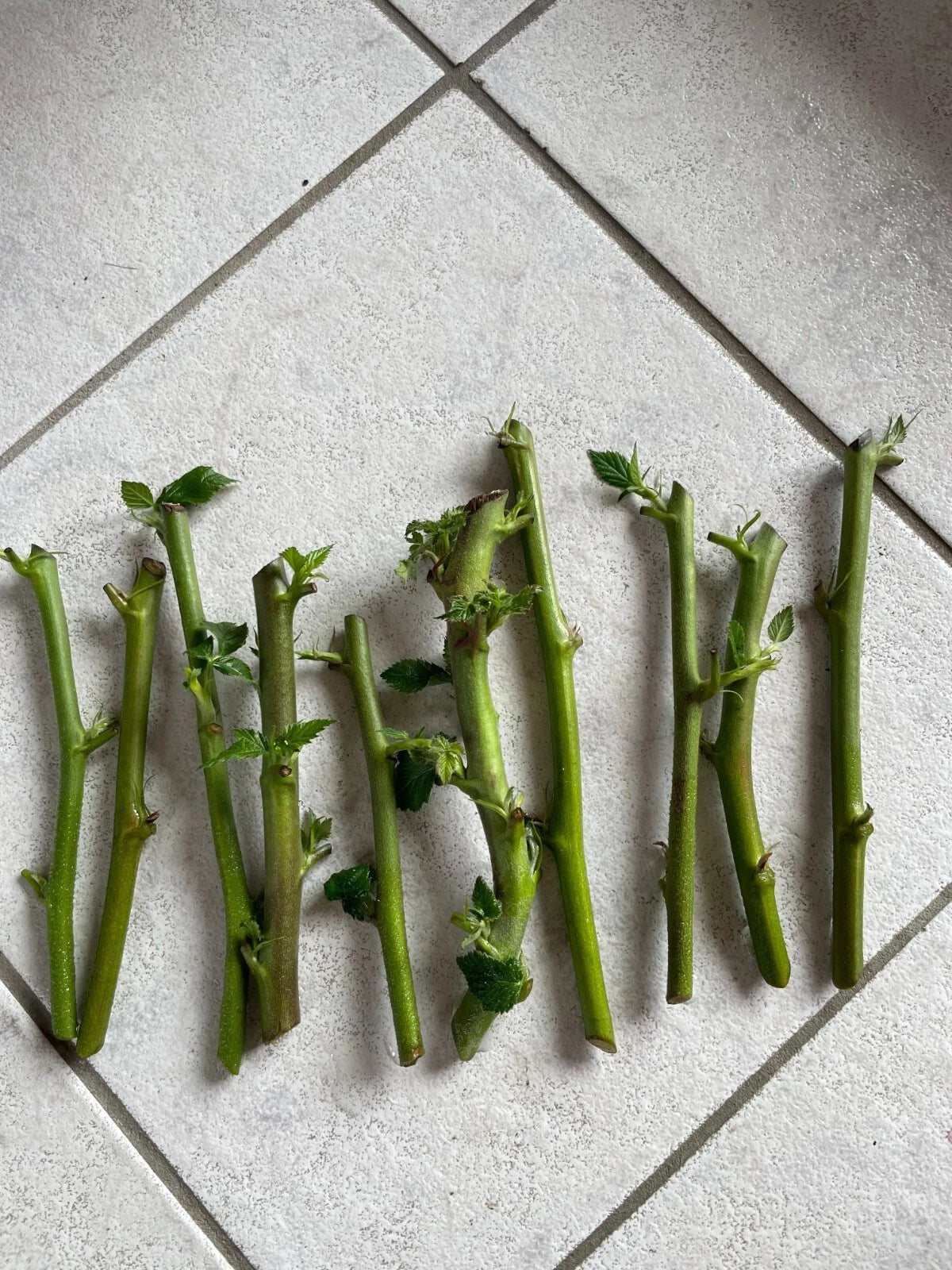 Triple Crown Thornless Blackberry Cuttings - 10 Non-GMO 5-8 Inch Cuttings, No Roots, Pesticide-Free, Rubus fruticosus