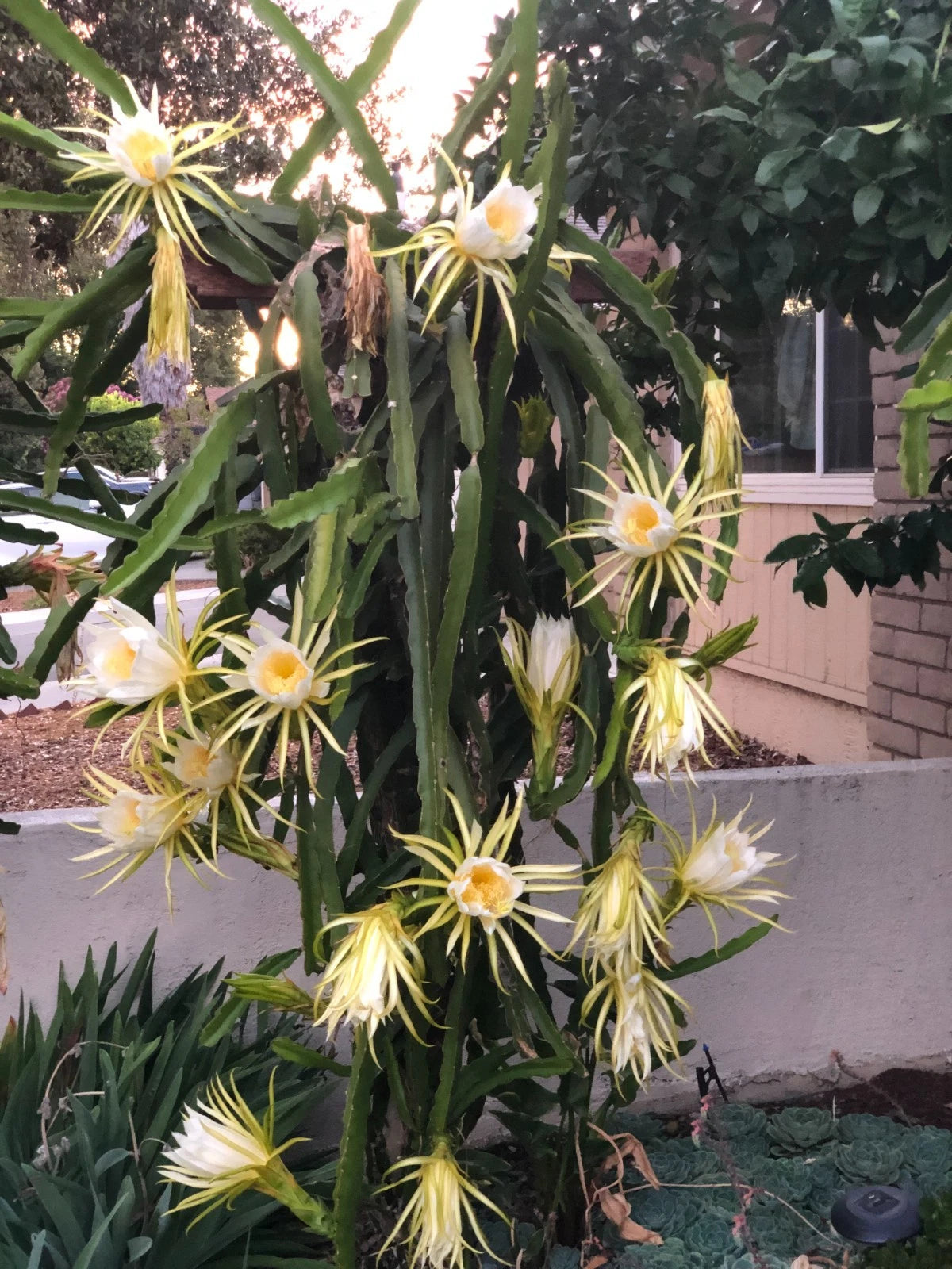 Sweet Red Flesh Sugar Dragon Cuttings 8"-10" Hylocereus undatus, Self-Fertile, Disease Resistant, Delicious Flavor