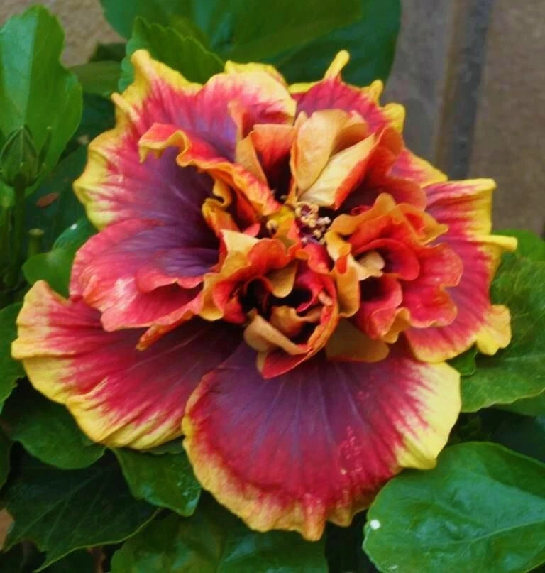 Rooted Tropical Hibiscus Plant - Crown Jellyfish Variety - Ships Bare Root - Hibiscus rosa-sinensis