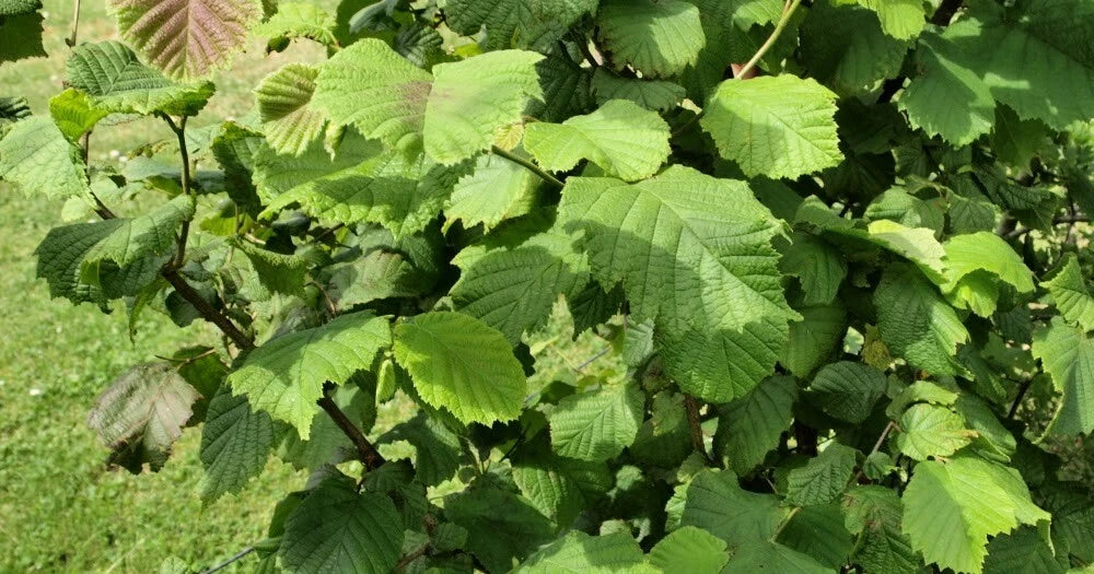 American Hazelnut Tree Plants 12-18 Inches Live Bare Root (Corylus Americana) 1-2 Years Old for Zones 5-9