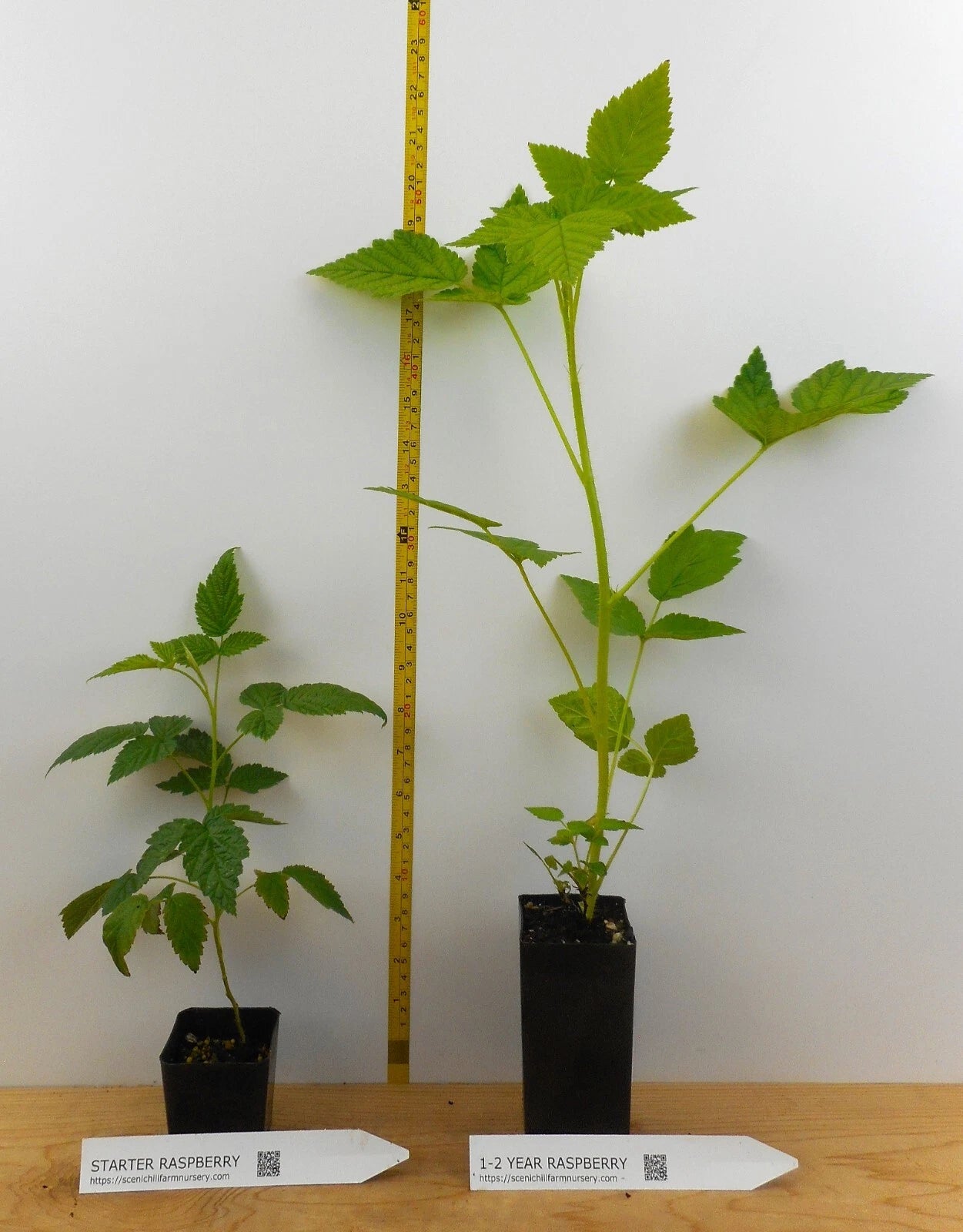 Caroline Ever Bearing Raspberry Plant - 1 Starter Plant - Large Sweet Berries - Rubus idaeus 'Caroline'