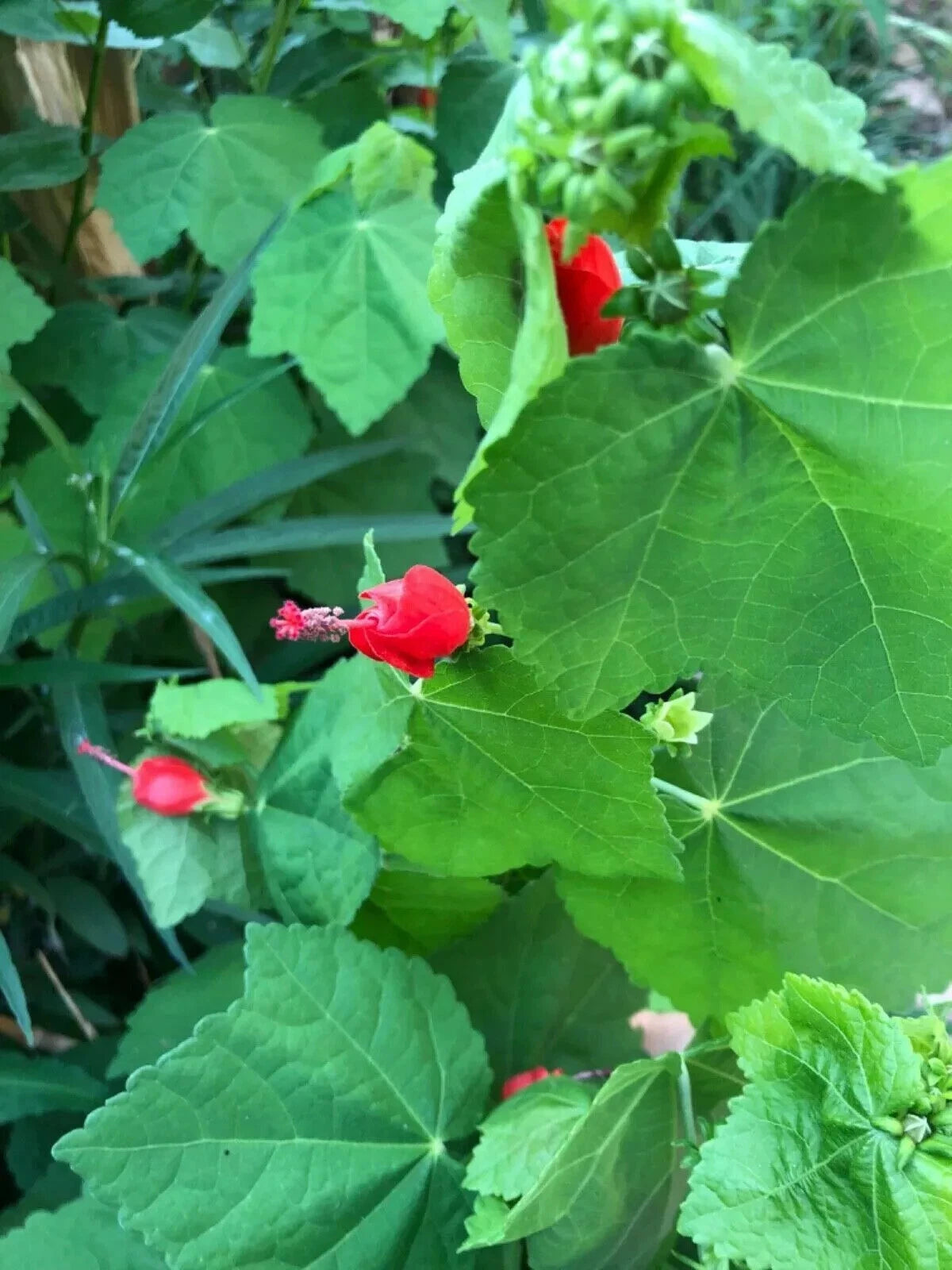 Organic Red Turks Cap Plant - Well-rooted Sleeping Hibiscus / Malvaviscus arboreus - Live Plant for Gardens and Landscapes