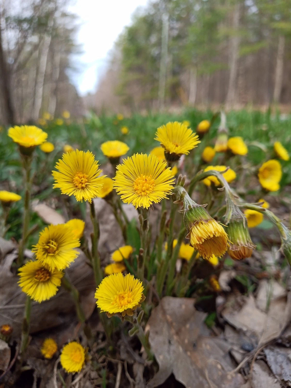 10 Rooted Coltsfoot Plants, Organic Medicinal Herb, Tussilago farfara, Easy to Grow, Cough Relief Tea
