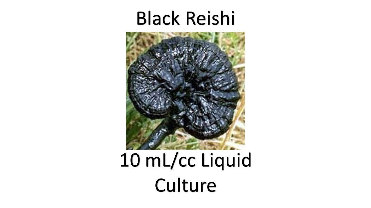 Liquid Culture 10 ML Black Reishi Mushroom (Ganoderma lucidum) - Premium Mycelium for Cultivation and Growing