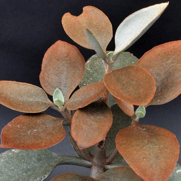 Copper Spoons Succulent Cuttings 7" or Rooted Pup Kalanchoe orgyalis Bronze Leaves