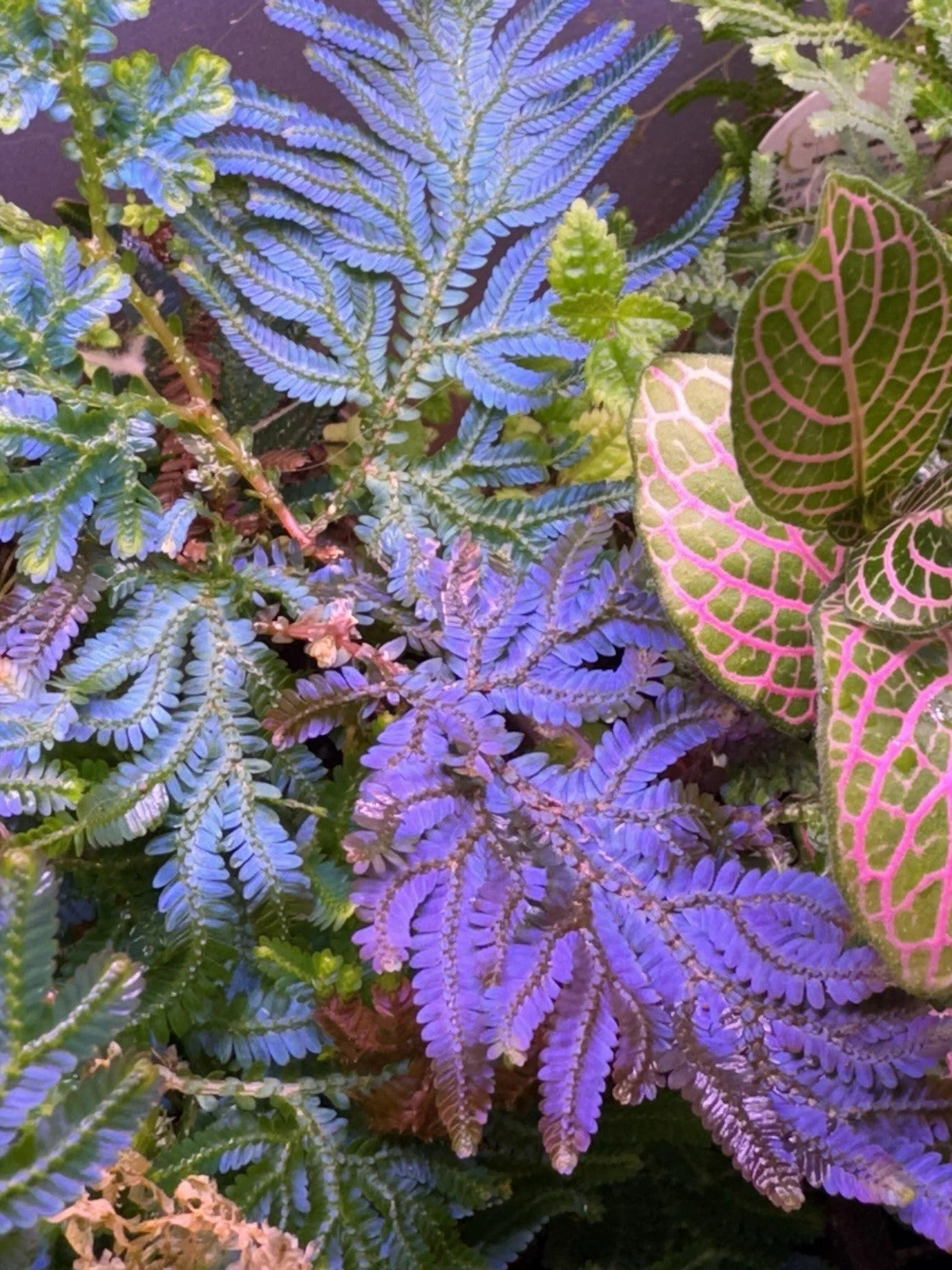 Selaginella Wildenowii Peacock Moss Cutting - 2” Blue Spikemoss Terrarium Plant - Adapted for High Humidity & Bright Light