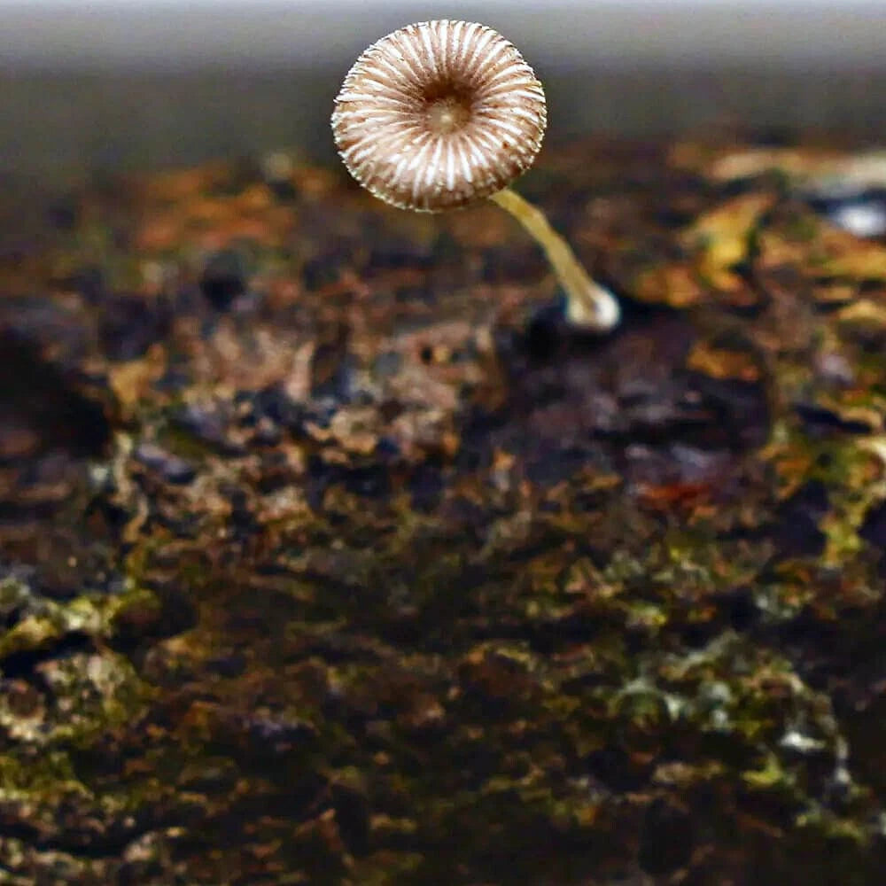 Mycena deeptha Liquid Culture Syringe 12cc - Bioluminescent Mushroom Cultivation - Pure Mycelial Solution