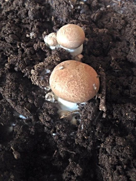 Organic Portobello Mushroom Liquid Culture 10ml - Agaricus bisporus - Easy Grow, Contamination Free, Gourmet Mushrooms