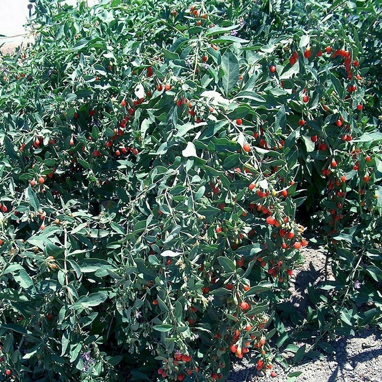 Goji Berry Cuttings - 10 Fresh Cuttings - Lycium barbarum - Healthy Mature Plants for Fast Growth and Fruiting
