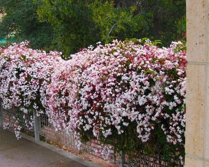 Rooted Starter Plant - Pink Jasmine, Extremely Fragrant - Jasminum Polyanthum - Well-Rooted, Healthy Plant with Pot