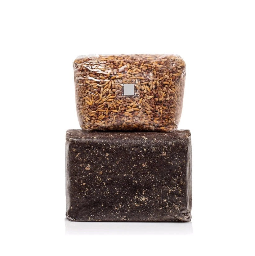 Mushroom Grow Kit Set 5lbs Black Magic Substrate & Whole Oats - Organic Exotic Blend for High Yields