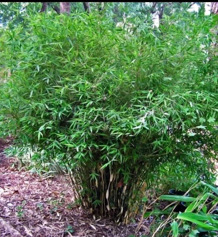 Fernleaf Bamboo Rhizome - Bambusa Multiplex ‘Fernleaf’ - Hardy Evergreen Clumping Bamboo - Ideal for Gardens and Patios