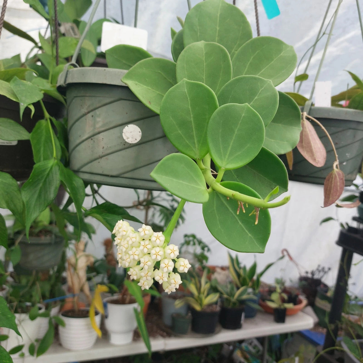 Hoya Pachyclada Rare Exotic Plant in 3" Pot - Rooted, Unique Foliage, Ideal for Home Decor, Hoya Carnosa Family