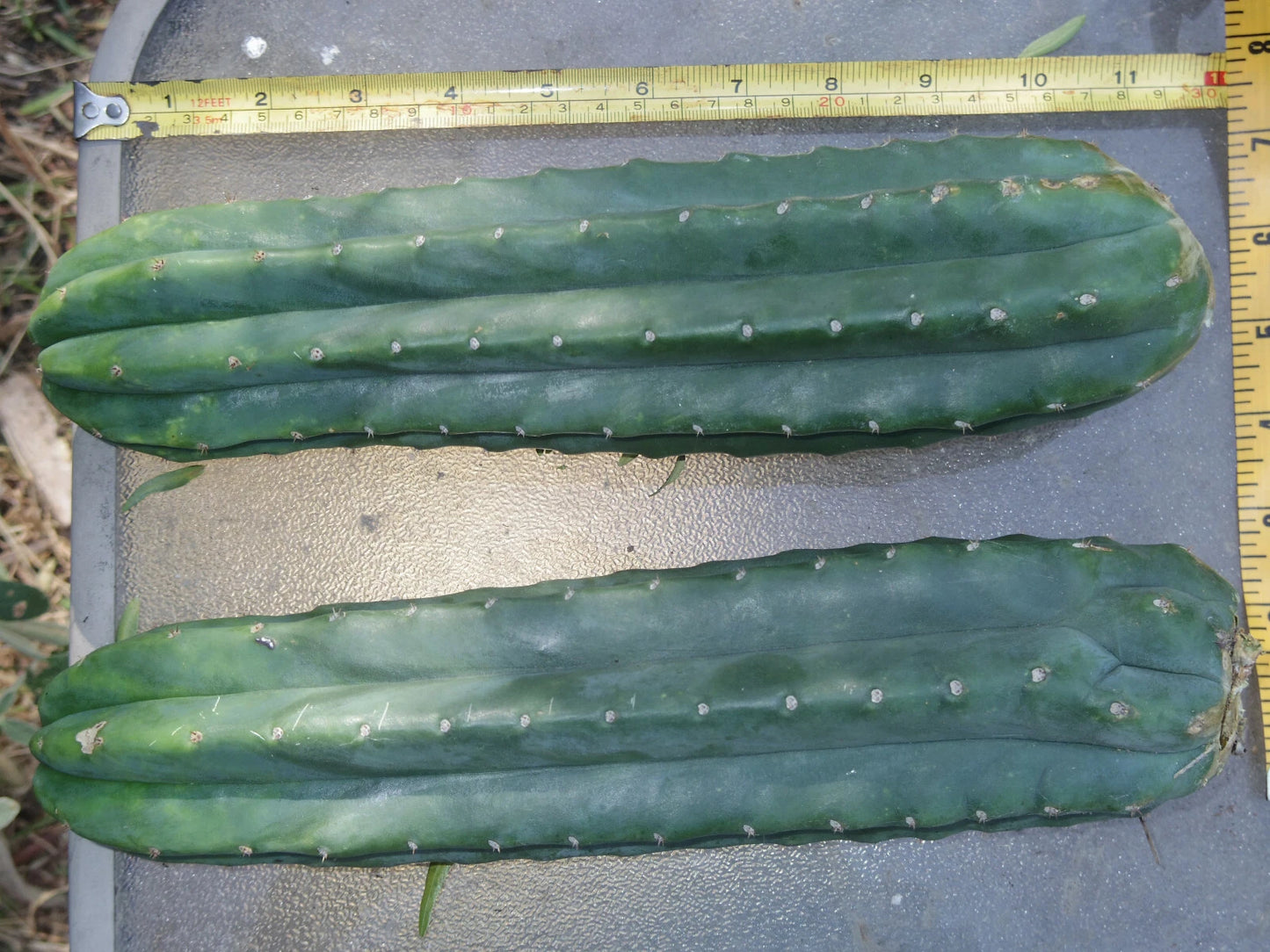 Thick Cactus Cuttings 24" Echinopsis Pachanoi Organic Top End Pieces, 3-4" Diameter, Quality Propagation Plant