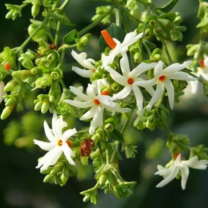 5 Seeds Nyctanthes arbor tristis NIGHT FLOWERING JASMINE